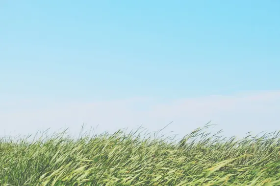 Casino Ted Bingo Ënnerstëtzung